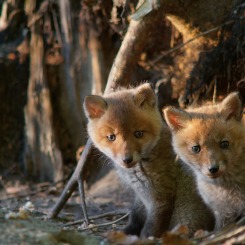 Cześć, ktoś pukał?