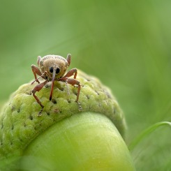 Słonik żołędziowy