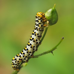 Gąsienica kapturnicy trędownicówki