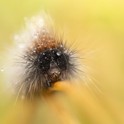 Gąsienica niedźwiedziówki