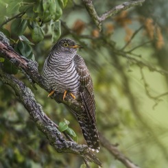 Mieszkanka starej gruszy