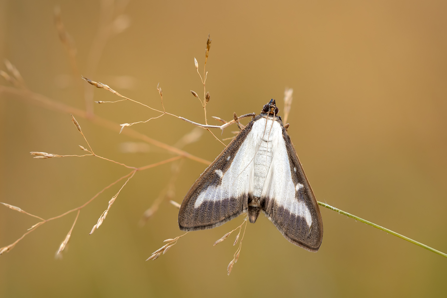Cydalima bukszpanowa