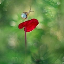 Podróż z Anthurium