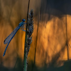 Gdy łąka budzi się ze snu