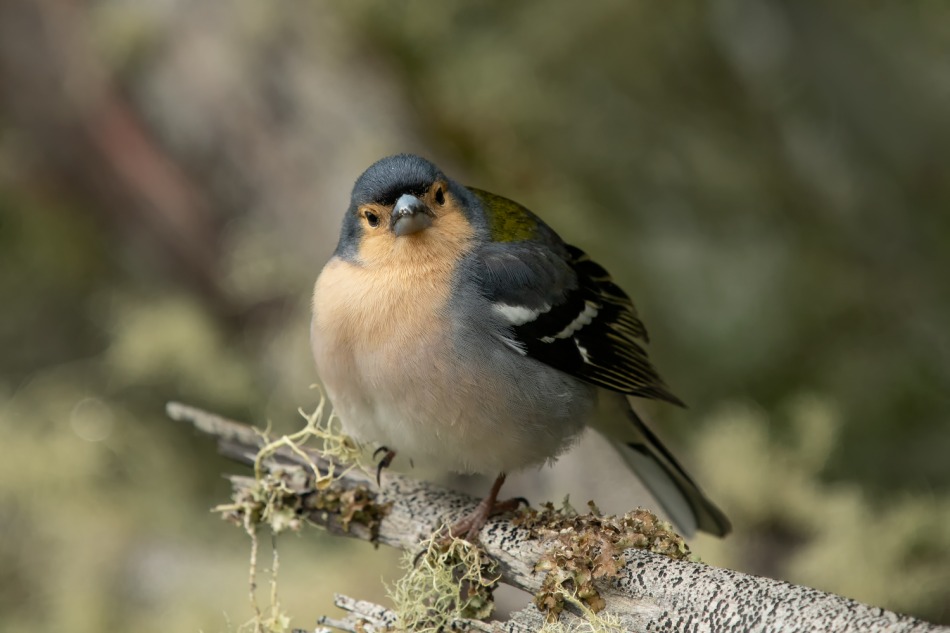 Zięba maderska Fringilla maderensis - samiec