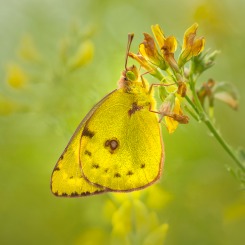 Szlaczkoń siarecznik