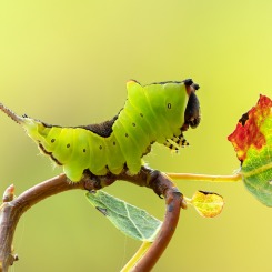 Gąsienica widłogonki siwicy