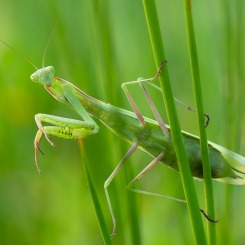 Z tęsknoty za zielenią