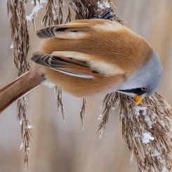 Śniadanie pana wąsatki