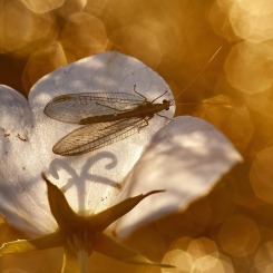 W bursztynowym ogrodzie