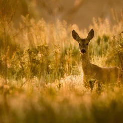Opowieść o letniej łące