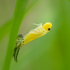 Bezrąbek sadowiec - przeobrażenie