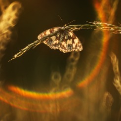 Szczęśliwego Nowego Roku 2025!