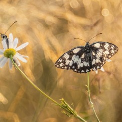 W złocie suchych traw